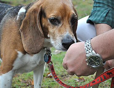 dog throwing up and blood in stool