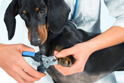 Doxin having nails trimmed