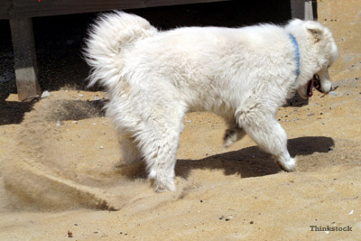 digging dog