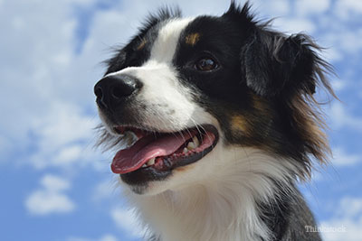 Australian Shepherd looking to the sky