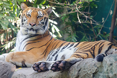 Bengal tiger looking into camera