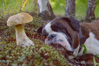 Dogs and Mushrooms: Are They Poisonous?