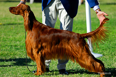 Irish setter at dog show