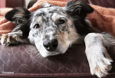 sick dog needs bed rest after vomiting 