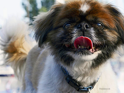 Happy dog with tongue out