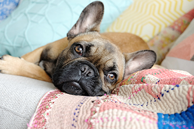 French Bulldog puppy