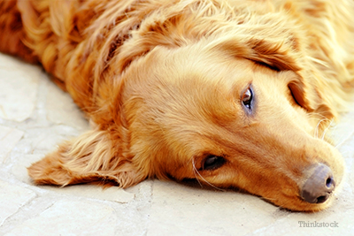 Golden retriever on ground