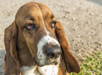 Basset Hound Dog with droopy eyes