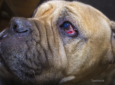 Entropion in Dogs Bull Mastiffs with Entropion /><p>Entropion is a condition of the eyelids where the lids roll inward. The result is that the <a href=