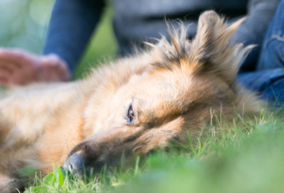 Fall Ticks Are Still Out dog in the fall grass is at risk for ticks