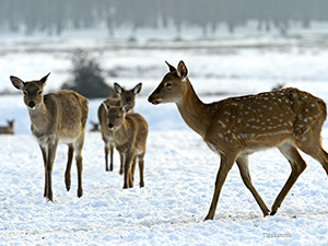 Deer in snow