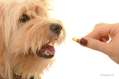 Dog taking medication