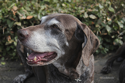 Female german shorthaired pointer