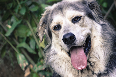 Senior dog with big tongue