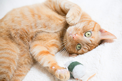 Feline Bartonella: Beyond Cat Scratch Disease Orange cat on back with toy