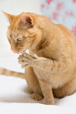 Orange cat with claws out