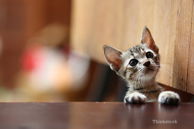 kitten climbing