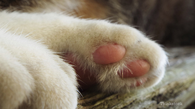 kitten swollen paw