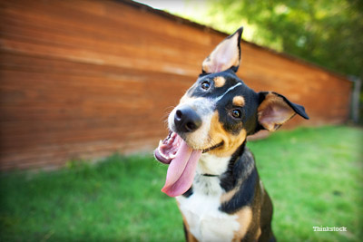 Five Great Ways to Challenge Your Dog’s Mind Dog tilting head, waiting for puzzle