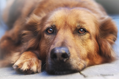 Dog laying on floor