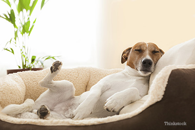 Why Does My Dog Fart? (Dog Gas Explained)