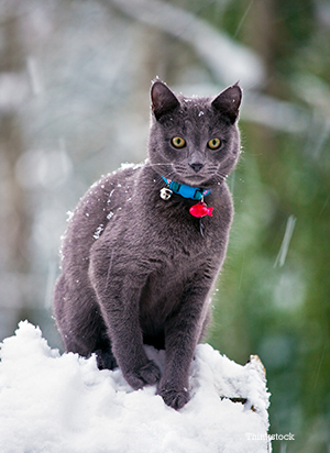 Frostbite in Cats and Dogs can Damage Skin Cat in the snow