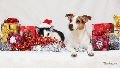 https://www.pethealthnetwork.com/sites/default/files/great-holiday-gifts-for-dogs-and-cats-495576832.jpg