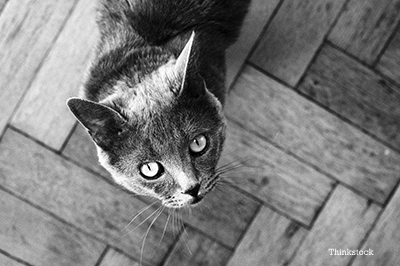 Hairball Horror Stories from a Veterinarians Vault black and white photo of a cat looking up