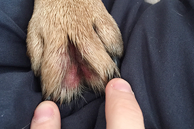 Why my dog constantly licks his paws