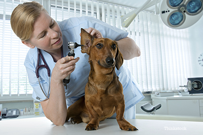Dog getting an ear exam