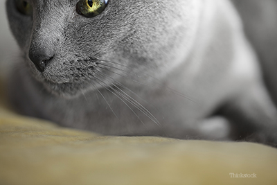 Russian Blue Cat