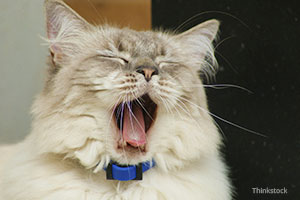 Cat yawning