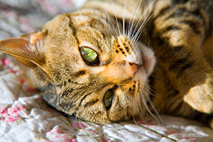 Cat laying on bed