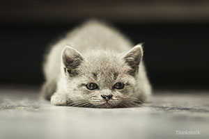 Sad cat laying on floor