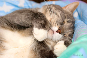 Happy cat laying on bed