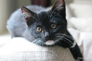 Black kitten on couch
