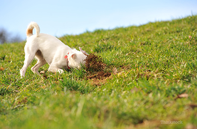 dog rolling around in the grass