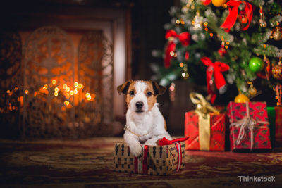 8 Questions to Ask Yourself Before you Bring Home a New Holiday Pet think before you give dogs like this as holiday gifts