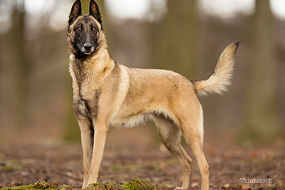 Belgian Malinois Named Most Intelligent Dog After New Study