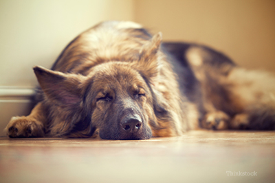 sick dog laying on the floor