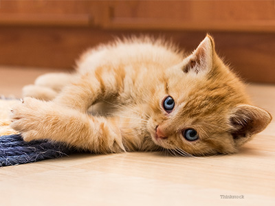 Kitten on floor