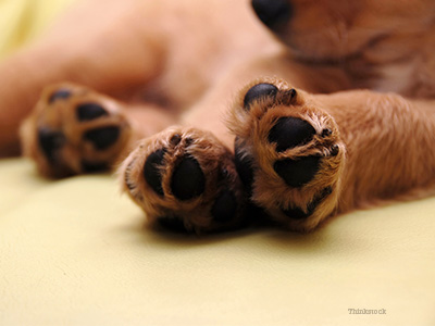 Puppy paws