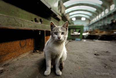 Feral cat looking into the camera