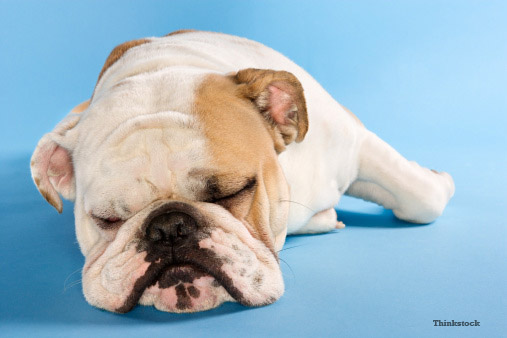 How Safe is Anesthesia in My Senior Dog? senior bulldog after anesthesia
