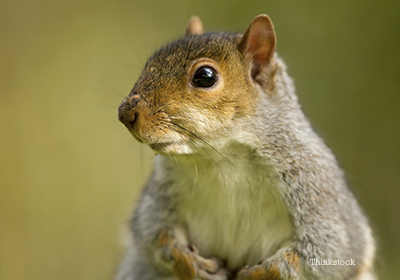 What Should You Do With Injured Wildlife? Squirrel