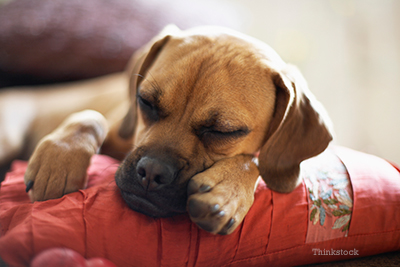 Insulinoma in Dogs Boxer laying down