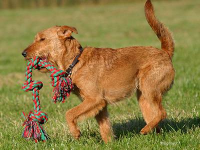 Dog playing in field