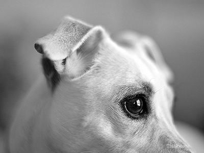 Up close of a scared dog