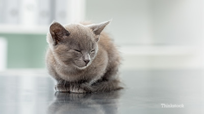 Kitten on exam table