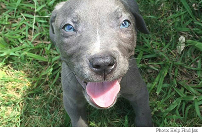 Jax the pitbull puppy